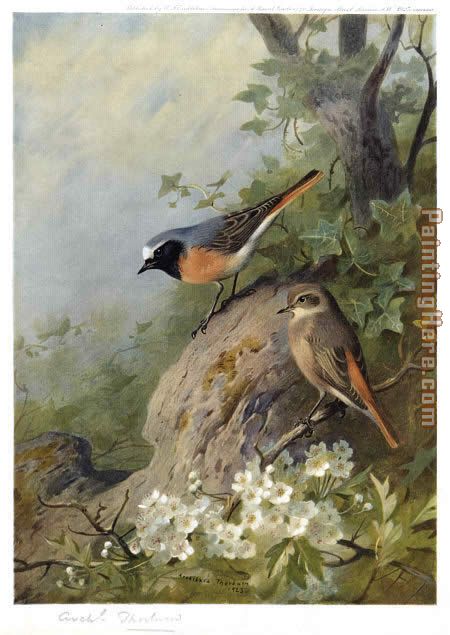 Cock and Hen Redstarts painting - Archibald Thorburn Cock and Hen Redstarts art painting